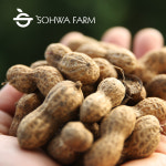 2025년 국산 햇 땅콩 1kg 손으로깐생땅콩 : 소화농장