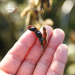 2025년 국산 소만콩 1kg 검은콩 검정콩 : 소화농장