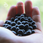 2025년 국산 햇 서리태 1kg검은콩 속청 검정콩 : 소화농장