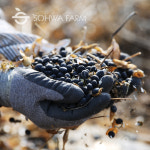 2025년 국산 햇 서리태 1kg검은콩 속청 검정콩 : 소화농장