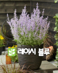러시안세이지 레이시블 P9포트 : 산골정원