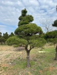 리조트 공원 조경공사 소나무 : 삼산솔밭농장