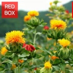 홍화 꽃씨 홍화 씨앗 홍화 씨 허브 키우기종자 100립 : redbox