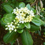 돈나무 (H0.2m 포트묘) 묘목 : 한국원예종묘 농업회사법인