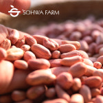 2025년 국산 햇 땅콩 1kg 손으로깐생땅콩 : 소화농장