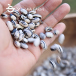 2025년 제비강낭콩 1kg 호랑이콩 : 소화농장