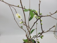 명자나무 화분 인테리어식물 선물용분재 카페식물 정원수 : 토종식물농장