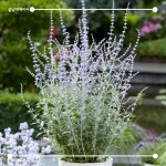 [봄날애제비씨] Russian Sage, 러시안 세이지 모종 여름 가을 꽃 특선 : 봄날애제비씨