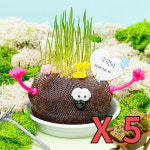 5인용 어린이 DIY 원예키트 식물 씨앗 밀싹 키우기 토피어리 만들기 : 파트너JEN