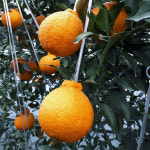 농장직송 제주 고당도 하우스 한라봉 가정용 5kg : 제주 황금빛농원