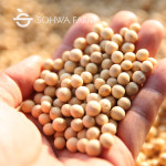 2025년 국산 햇 백태1kg 대두 메주콩 두유콩 : 소화농장