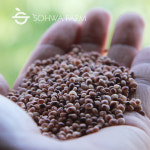 2025년 국산 찰수수 1kg 수수쌀 수수밥 : 소화농장