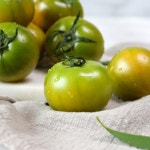 생생토마토 대저 짭짤이 gap 저탄소 토마토 고당도 산지직송 로얄과 프리미엄 : 생생토마토농장