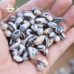 2025년 제비강낭콩 1kg 호랑이콩 : 소화농장