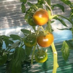 짭짤이 부산대저토마토 산지직송 쥬스용 간식용 대저토마토2.5kg : 바다사람몰