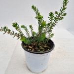 유매 (노랑꽃소품) : 조이플랜트