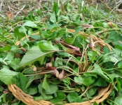 취나물 : 지리산초이농원