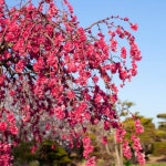 홍도화나무 능수홍도화 5년생 H2.0 꽃복숭아 : 봄가든