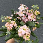 스톡꽃농장  스톡꽃   봄맞이 선물 꽃배송선물 : 아르모니플라워