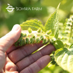 2025년 국산 볶은들깨 500g 볶음통들깨 : 소화농장