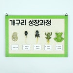 개구리 성장 과정 모형 과학관찰 : 조우제작소