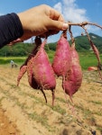 실키고구마 꿀 밤 베니하루카 해수 달수 무안 황토 고구마 : 식행자
