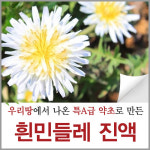 양구 흰민들레 즙 진액 하얀 민들래 뿌리 원액 엑기스 효능 차 액기스 파는곳 추출액 농축액 추출물 발효 효소 : 신토불이약초