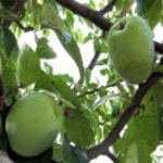 모과나무(재래모과)접목1년(3주묶음)유실수/과실수/묘목/h1726 : 카카호호1