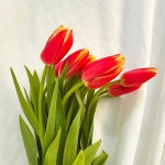 월수금 출고)튤립 10대 생화 제철 농장직송 꽃 택배 도매 졸업식 꽃다발 : 온화공
