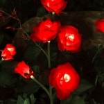 장미 LED 태양광 꽃정원등(레드) 야외조명등 : 스마트 라이브 쇼핑