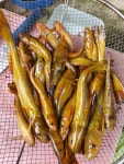 청년어부의 빠가사리 민물매운탕 밀키트 : 한탄강청년어부