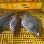 국내 조업 손질 구이 조림용 생선 가자미 도다리 외 잡어 1kg [원산지:국산(충청남도 태안군)] : 새봄수산