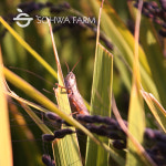 2025년 국산 혼합미 1kg 저속노화식단 밥 혼합잡곡 : 소화농장