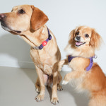 퍼피갤러리 하트 방수 하네스 강아지 산책용품 [퍼플] XS : 퍼피갤러리