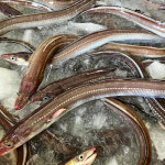 자연산 통영 바다장어 1kg 아나고 손질후 750g 바닷장어 구이 붕장어 국내산 : 플랫팜