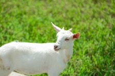 백산목장 [직진농부] 국내산 100% 목초 산양우유 첫우유 500ml 3병 : 휘게팜