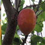 살구나무(홍천간)접목1년(3주묶음)/유실수/과실수/묘목/h1796 : 카카호호1