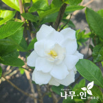 치도자율관리공동체 영어조합법인 | [나무인] 꽃치자나무 개화주 : 나무인 영농조합법인