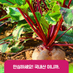 물없이 통째로 갈아만든 착즙 비트즙 100ml 30포 진액 엑기스 : 황금이네