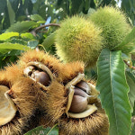 밤나무 묘목 대보 접목1년특묘 유실수 묘목 나무 가든 나무마켓 : 나무가든마켓