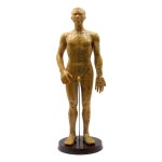 혈자리 모형 한의학 침술 인체모형 경혈 침구 동인 실습 경혈학 한의원 : 도울상사