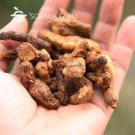 국산 둥굴레차 100g 볶은 둥글레차 : 소화농장