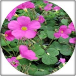 땅콩사랑초/취미/화단가꾸기/3화분묶음/야생화 : 행복한정원