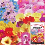 세계 일년생 모듬 꽃씨 모음 물망초 겹 채송화 리빙스턴 데이지 알릿섬 꽃씨 종자 씨 : 근소텃밭