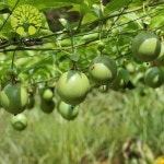 양파망 안전망 하우스자재 고추 들깨 오이 낙하물방지망 100m : 엣지존