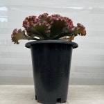 프릴이 예쁜 캉캉다육 중품 키우기쉬운 실내공기정화식물 인테리어 : 다은꽃농원