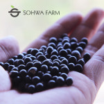 국산 검은콩 쥐눈이콩차 500g 약콩차 : 소화농장