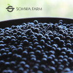 국산 검은콩 쥐눈이콩차 500g 약콩차 : 소화농장