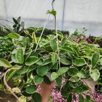 호야 카노사 대품걸이239 실내 플랜테리어 공기정화식물 꽃비종합원예 : 꽃비종합원예