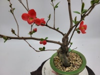 명자나무 화분 인테리어식물 선물용분재 카페식물 정원수 : 토종식물농장